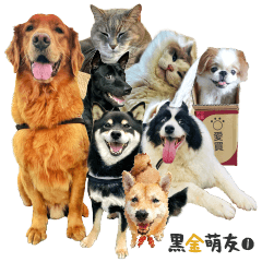 KuroGolden Dog Alliance 5&7 III