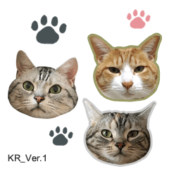 3 마리 고양이의 사진 스탬프Ver.1