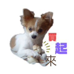 狗迪旺生2