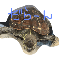 It is the child turtles.