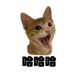 小橘貓的慵懶時光2