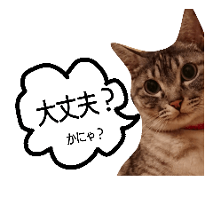 takechiyo's hinachan cat stamp part 2