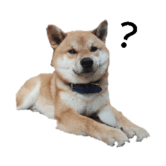 Roger_20210821231646
