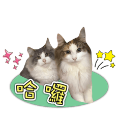 挪威森林貓與狐狸犬的日常日記