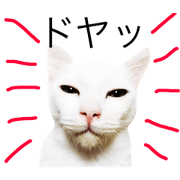Real cat.