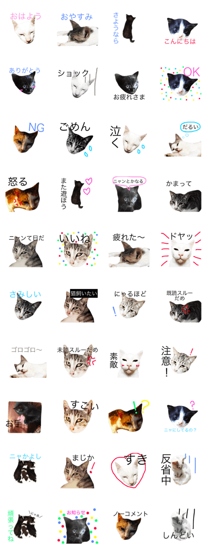 Real cat.