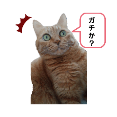 catscatscatsdesu