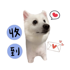 啾比的日常用語-狐狸犬❤️