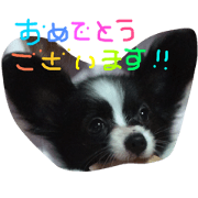 Papillon3 by rinrin
