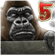 Gorilla gorilla 5