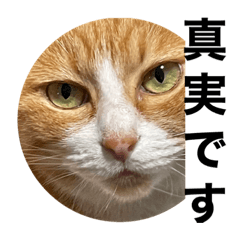 Serious cat stickers