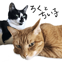 Roku & Chico two cats' everyday phrases