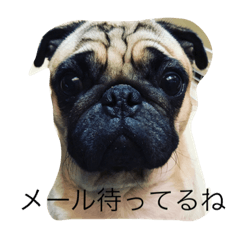 french bulldog&pag