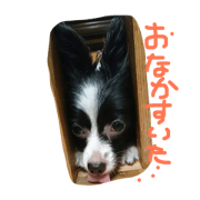 Papillon2 by rinrin