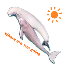 Life of wild finless porpoisesスナメリ