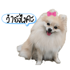 I am Brownie – LINE stickers | LINE STORE