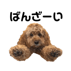 Cockapoo Eight Stamps vol.4