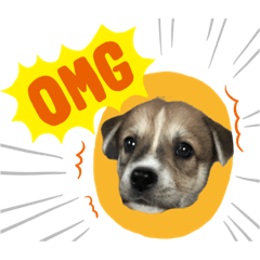 Ringo_20210822213403