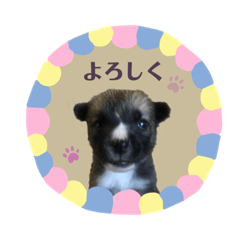 Ringo_20210822221327