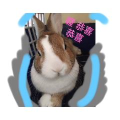 無聊的small rabbit