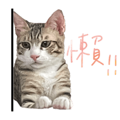 幾摳