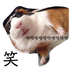 萌寵的日常生活