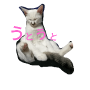 cat of the day 2