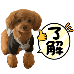 This my pet