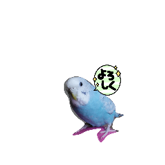 happy blue bird_20210823052633