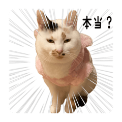 猫村(とびみけ姉妹、茶とら・さび姉妹)