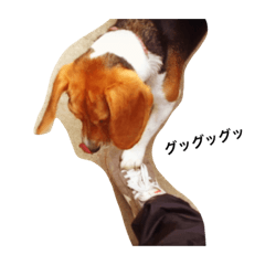 coco's BEAGLE LIFE