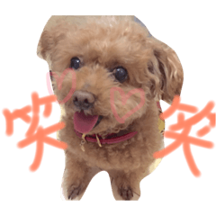 My family's Toy Poodle "Milk"3
