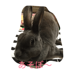 Cute bunny 4