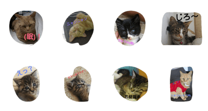 love,cat