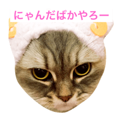 にゃんですと！ - LINE スタンプ | LINE STORE
