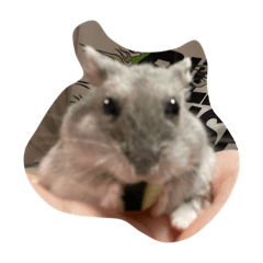 ringo_20210823202922