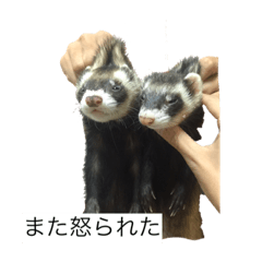 Cat&Ferrets