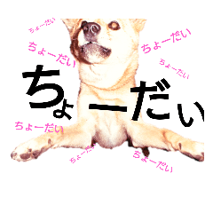 Mame-Shiba dog, Merry