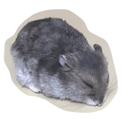 ringo_20210824040313