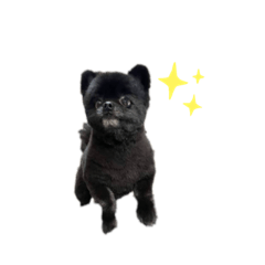 ringo_20210824080729