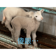 非人類的感覺