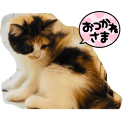 momoko_20210823204354