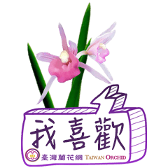 Taiwan Orchid 001