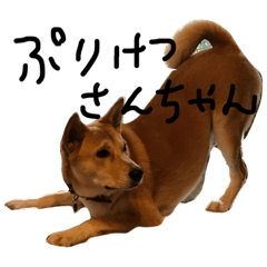 shiba dog sun chan