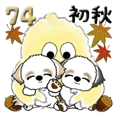 シーズー犬 74『初秋』