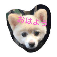 YAMAOKAdogs