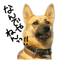 雑種犬たまおちゃんスタンプ4