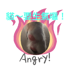 呆萌貓  特輯