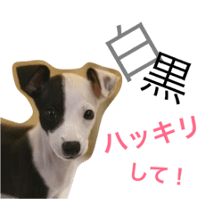牛柄犬のつぶやき アール君の幼少期 Line スタンプ Line Store 牛柄犬のつぶやき アール君の幼少期 Line スタンプ Line Store