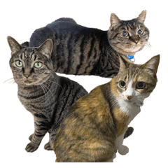 mylovely3cats